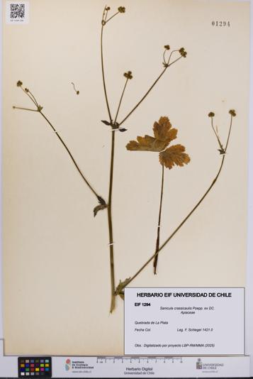 Sanicula crassicaulis [Espécimen: UCH:EIF:0001294]