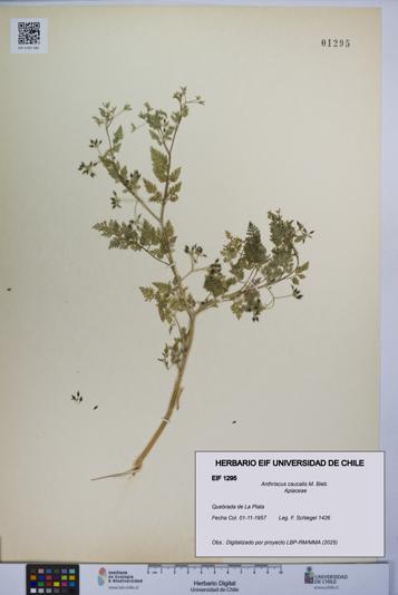 Anthriscus caucalis [Espécimen: UCH:EIF:0001295]
