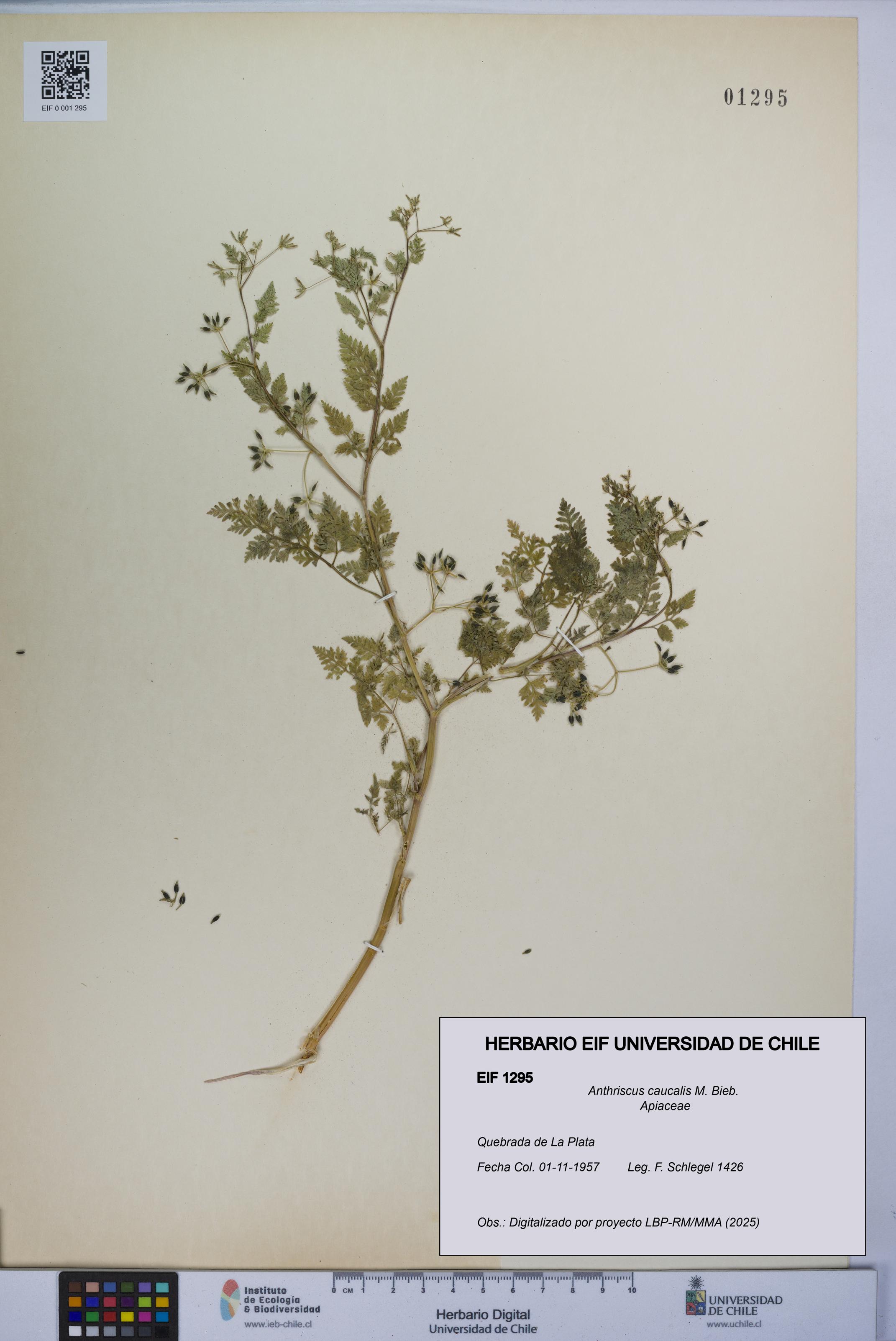 Anthriscus caucalis [Espécimen: UCH:EIF:0001295]