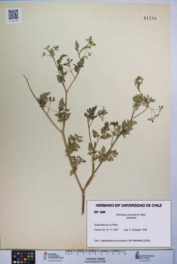 Anthriscus caucalis [Espécimen: UCH:EIF:0001296]