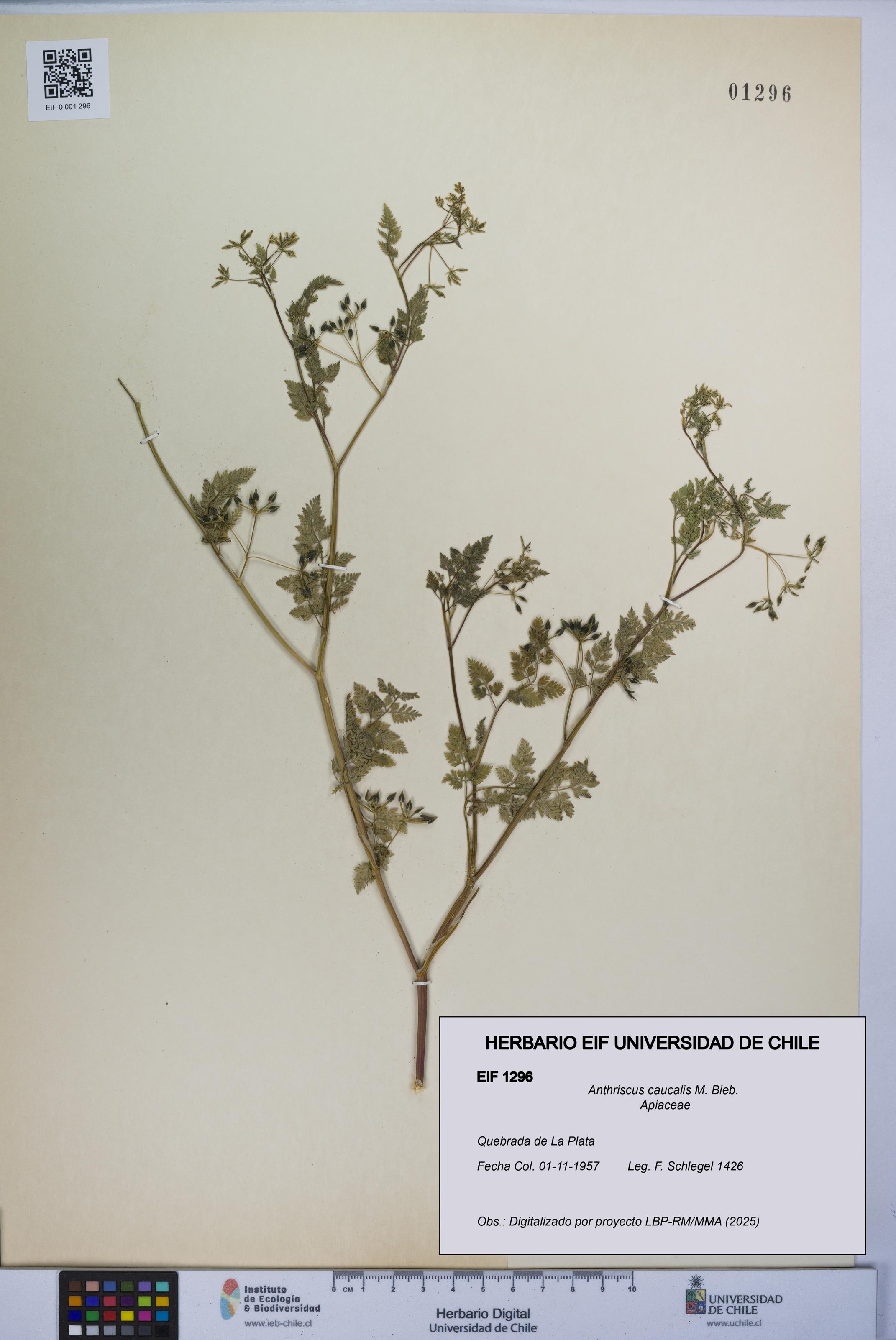 Anthriscus caucalis [Espécimen: UCH:EIF:0001296]