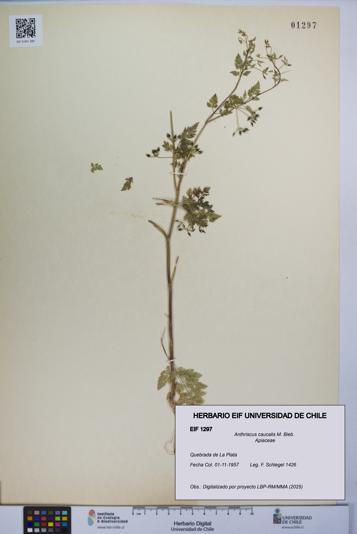 Anthriscus caucalis [Espécimen: UCH:EIF:0001297]