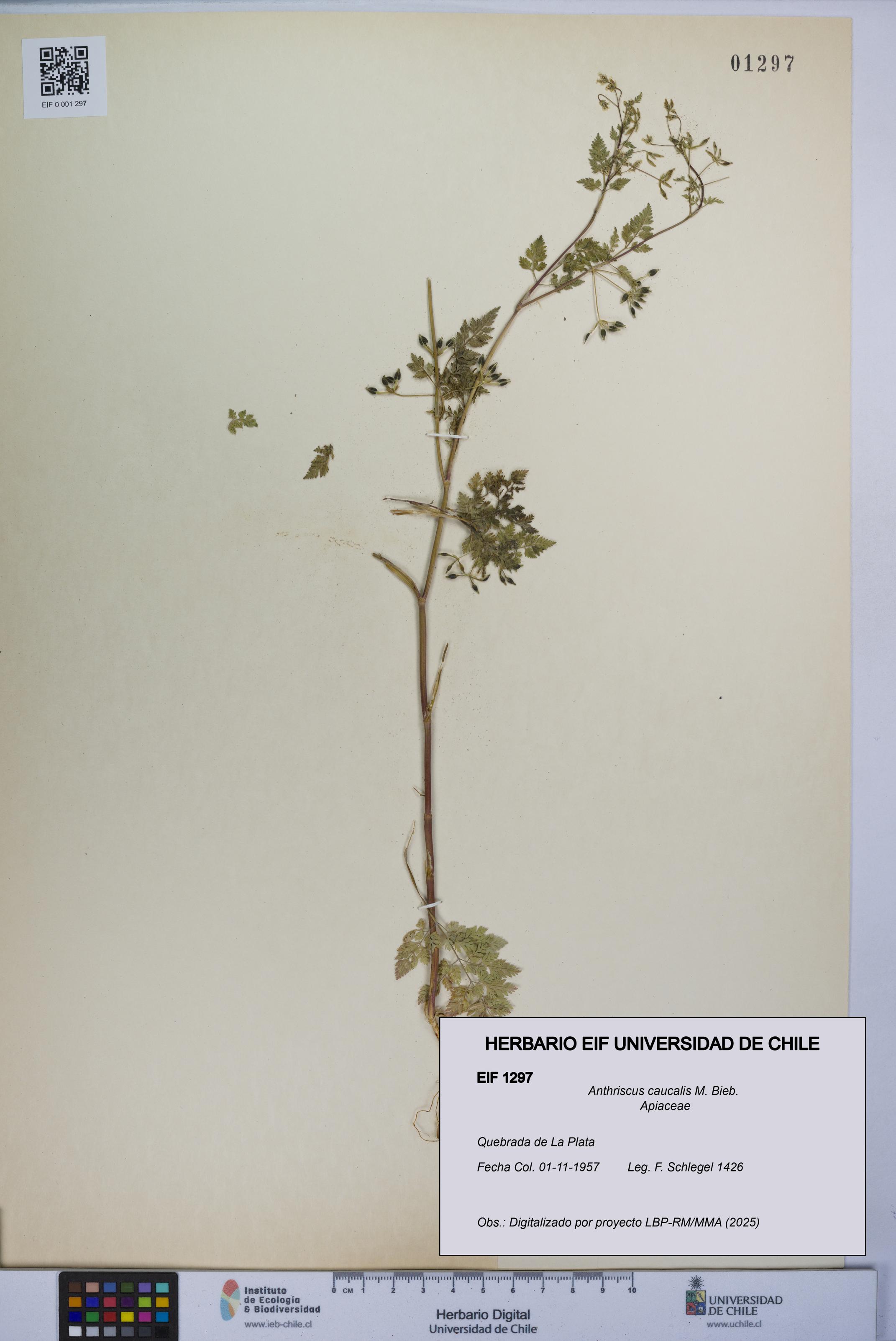 Anthriscus caucalis [Espécimen: UCH:EIF:0001297]