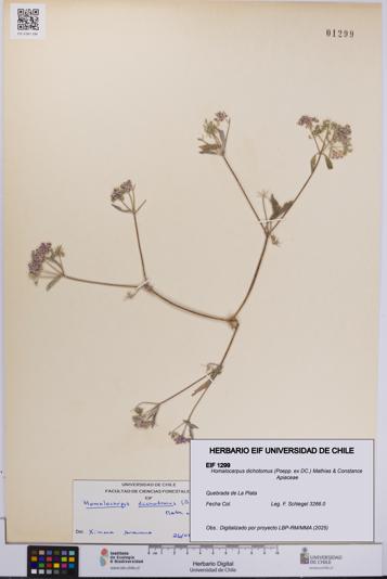 Homalocarpus dichotomus [Espécimen: UCH:EIF:0001299]