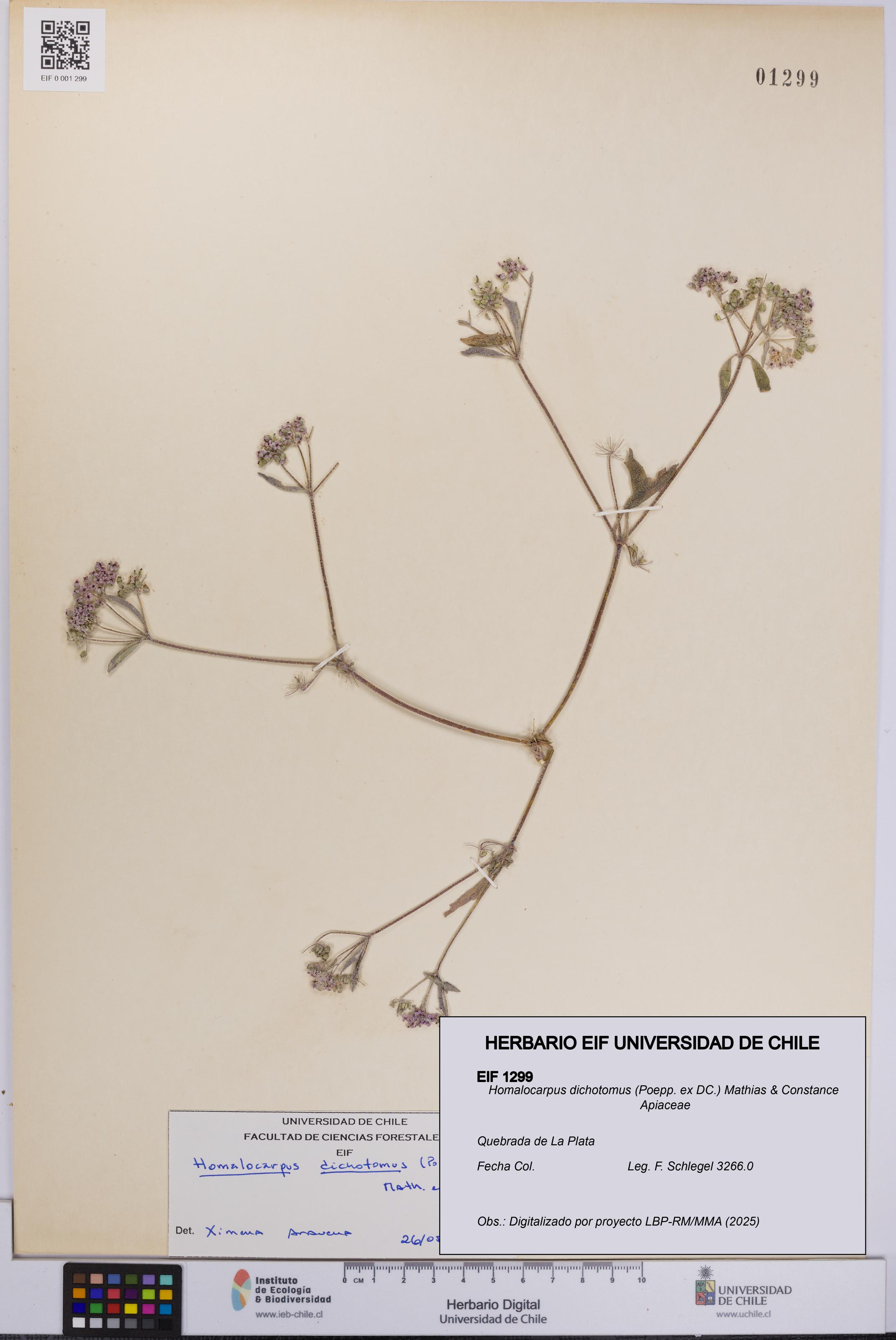 Homalocarpus dichotomus [Espécimen: UCH:EIF:0001299]