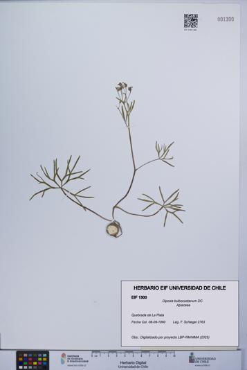 Diposis bulbocastanum [Espécimen: UCH:EIF:0001300]