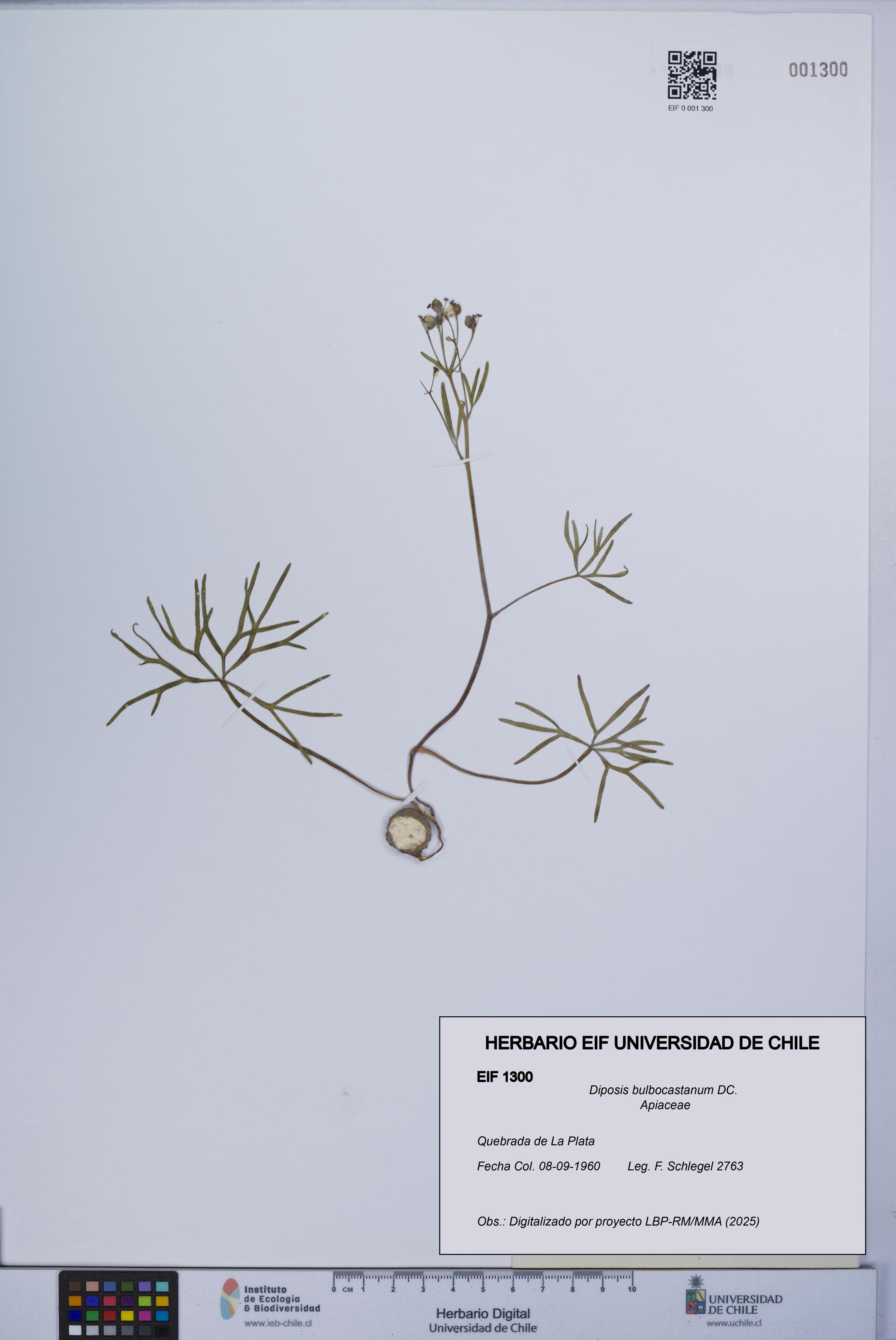 Diposis bulbocastanum [Espécimen: UCH:EIF:0001300]