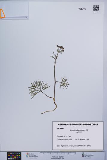 Diposis bulbocastanum [Espécimen: UCH:EIF:0001301]