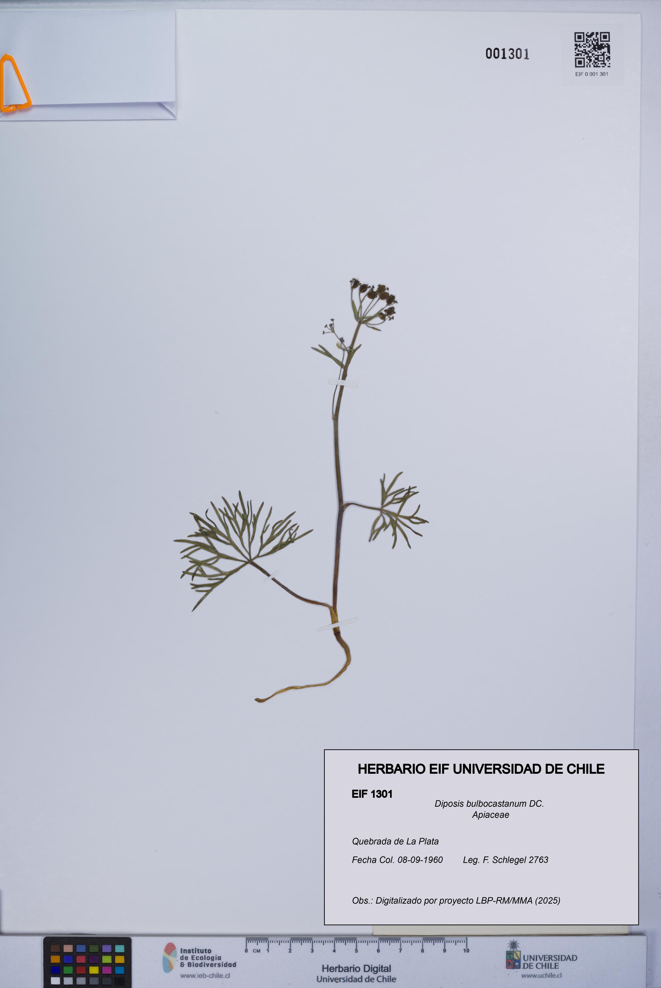 Diposis bulbocastanum [Espécimen: UCH:EIF:0001301]