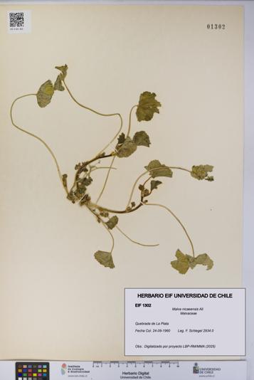 Malva nicaeensis [Espécimen: UCH:EIF:0001302]