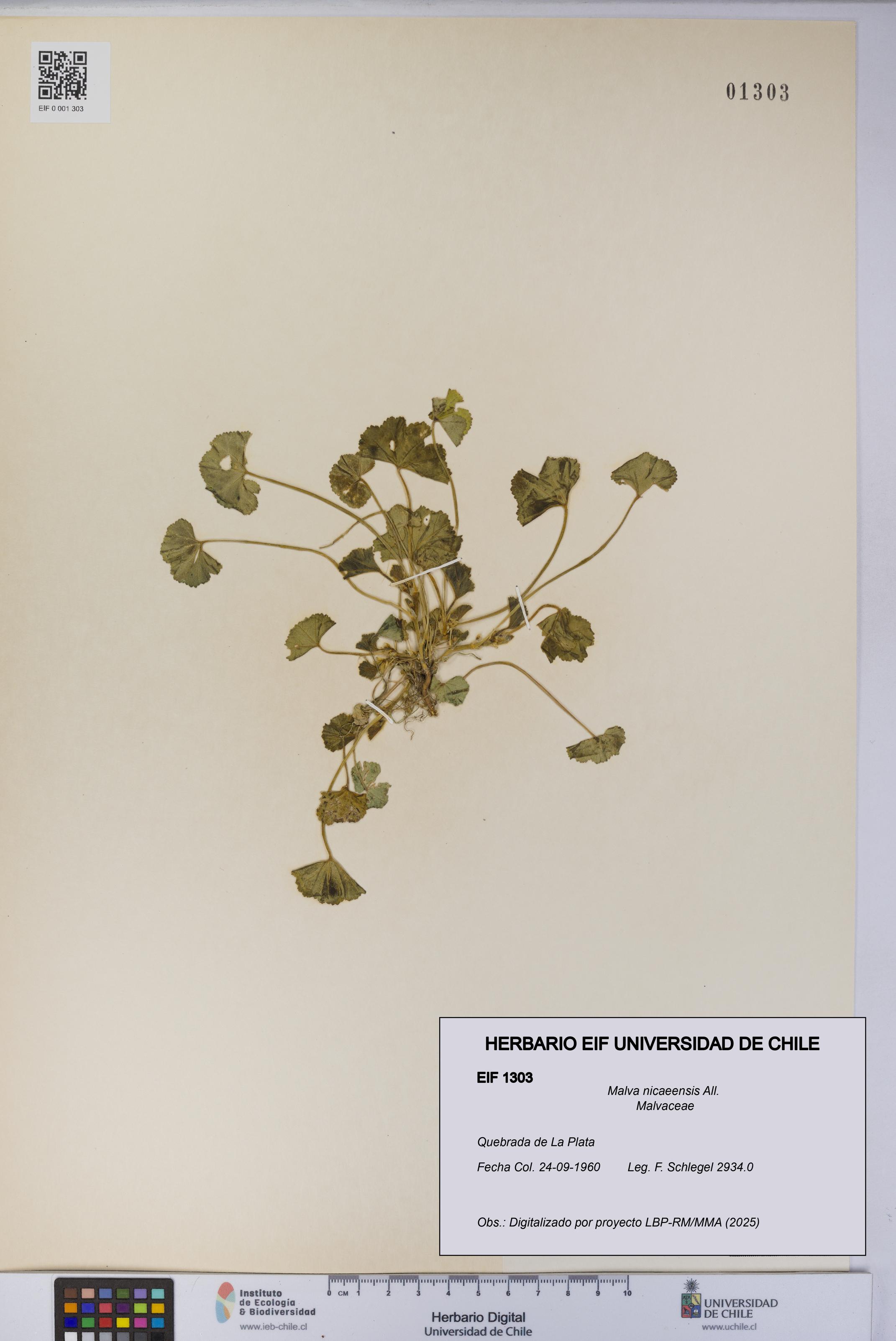 Malva nicaeensis [Espécimen: UCH:EIF:0001303]