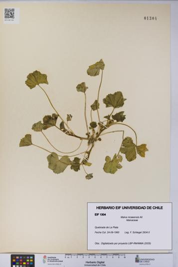 Malva nicaeensis [Espécimen: UCH:EIF:0001304]