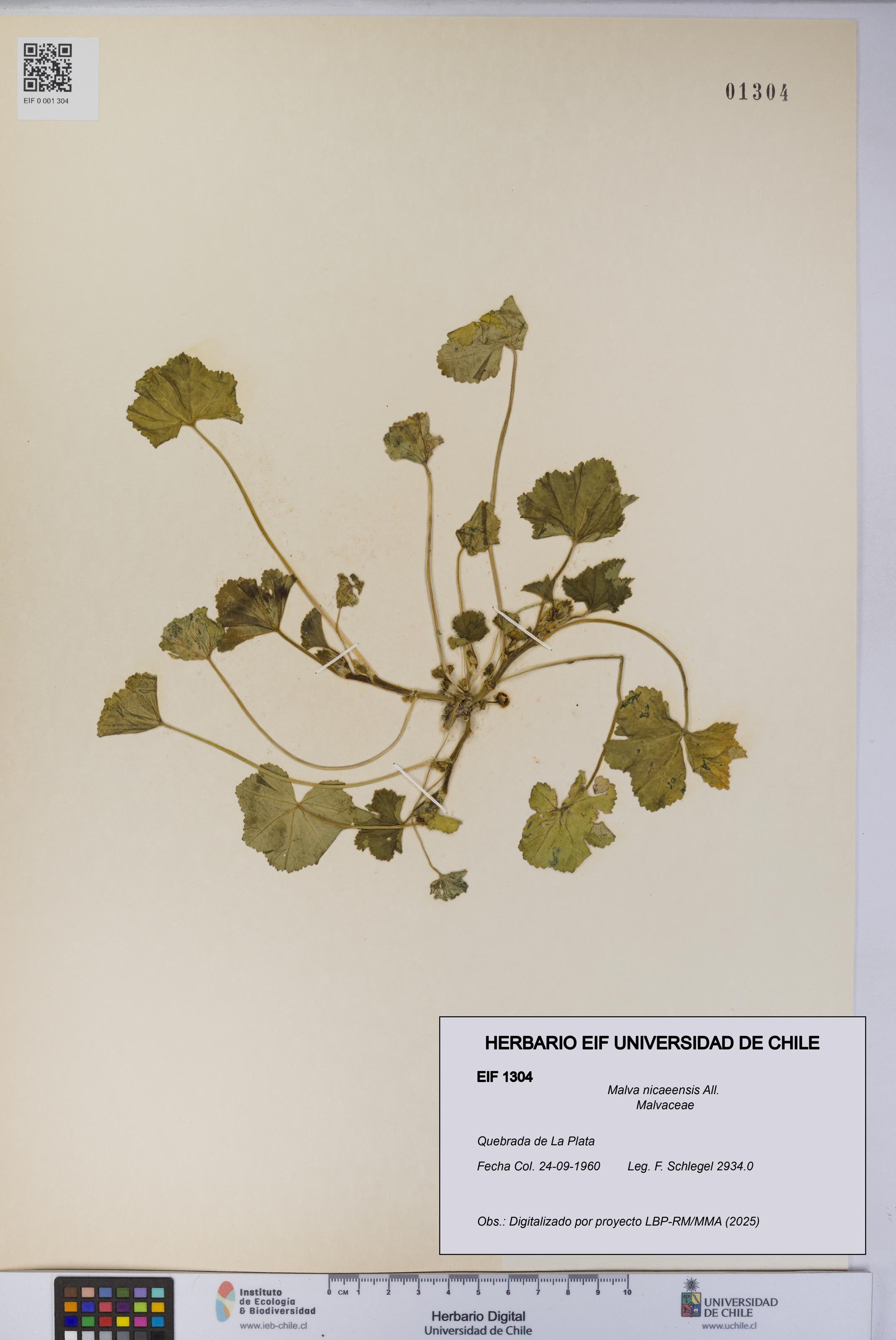 Malva nicaeensis [Espécimen: UCH:EIF:0001304]