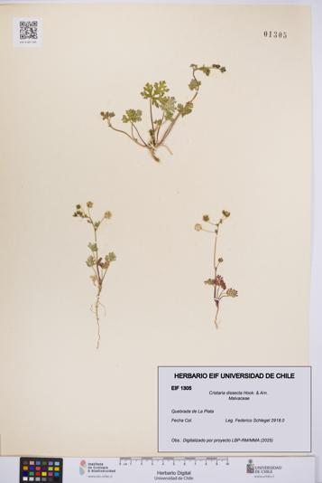 Cristaria dissecta [Espécimen: UCH:EIF:0001305]