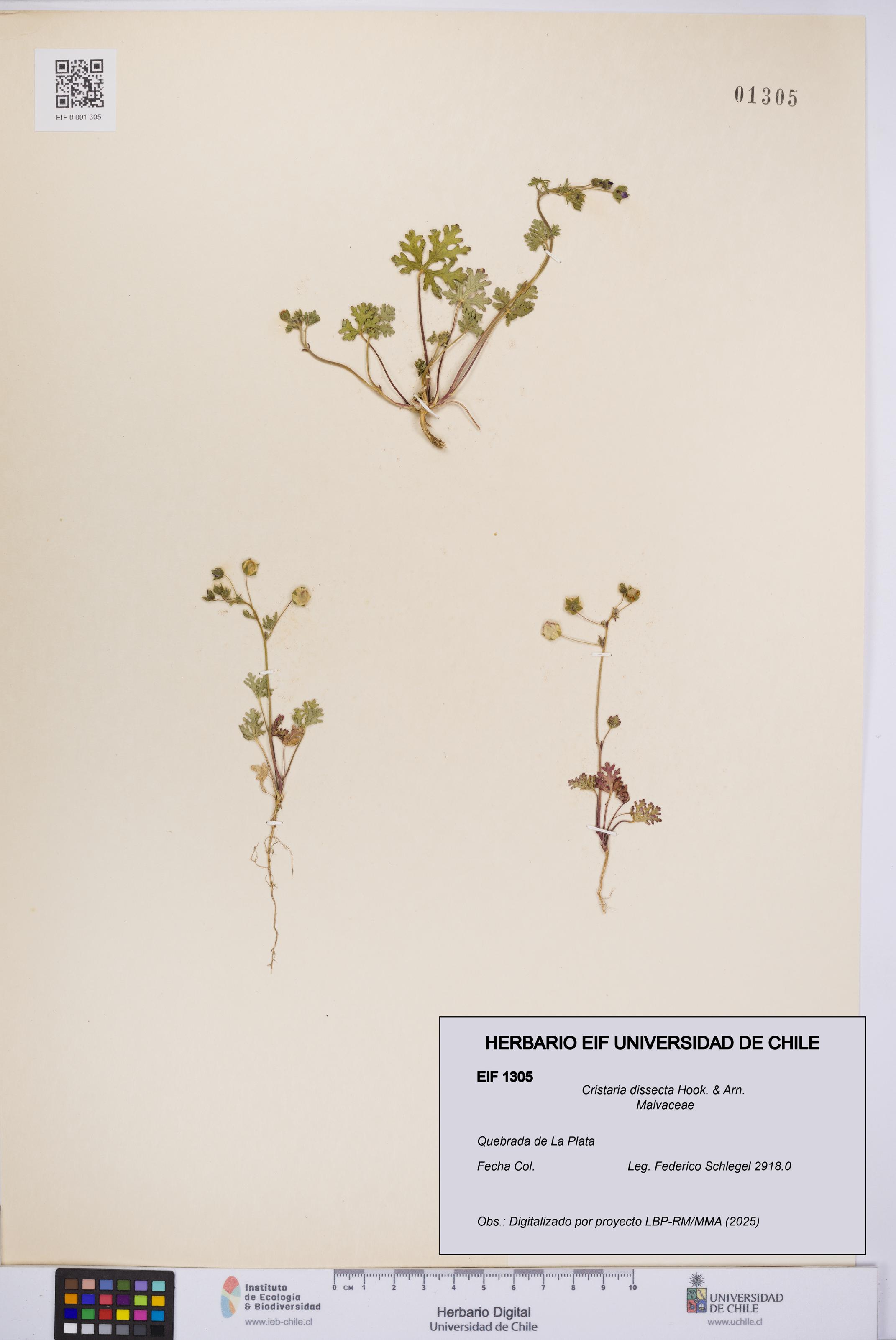 Cristaria dissecta [Espécimen: UCH:EIF:0001305]