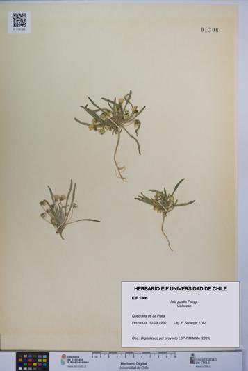 Viola pusilla [Espécimen: UCH:EIF:0001306]