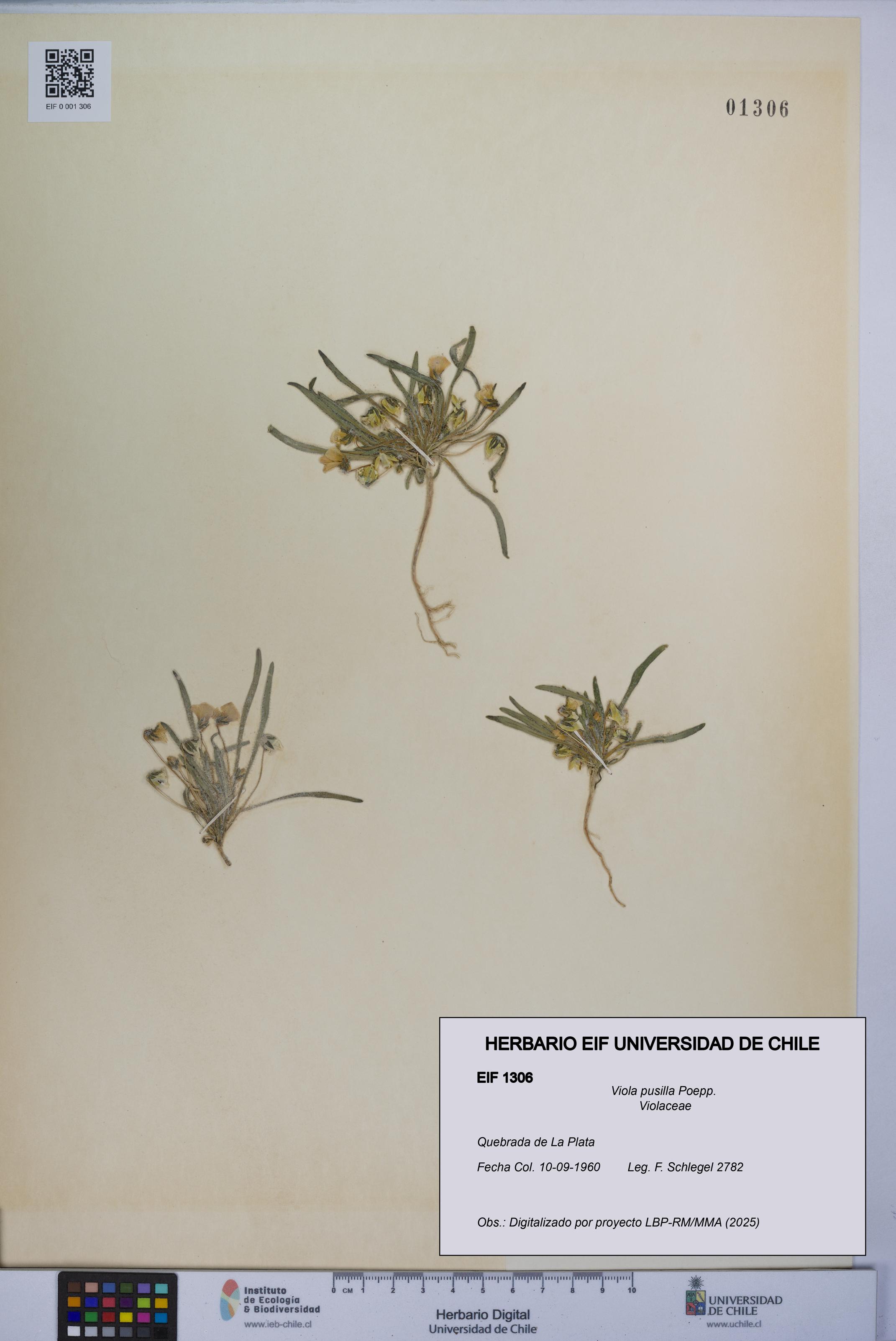 Viola pusilla [Espécimen: UCH:EIF:0001306]