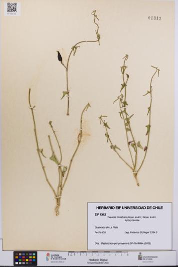 Tweedia birostrata [Espécimen: UCH:EIF:0001312]