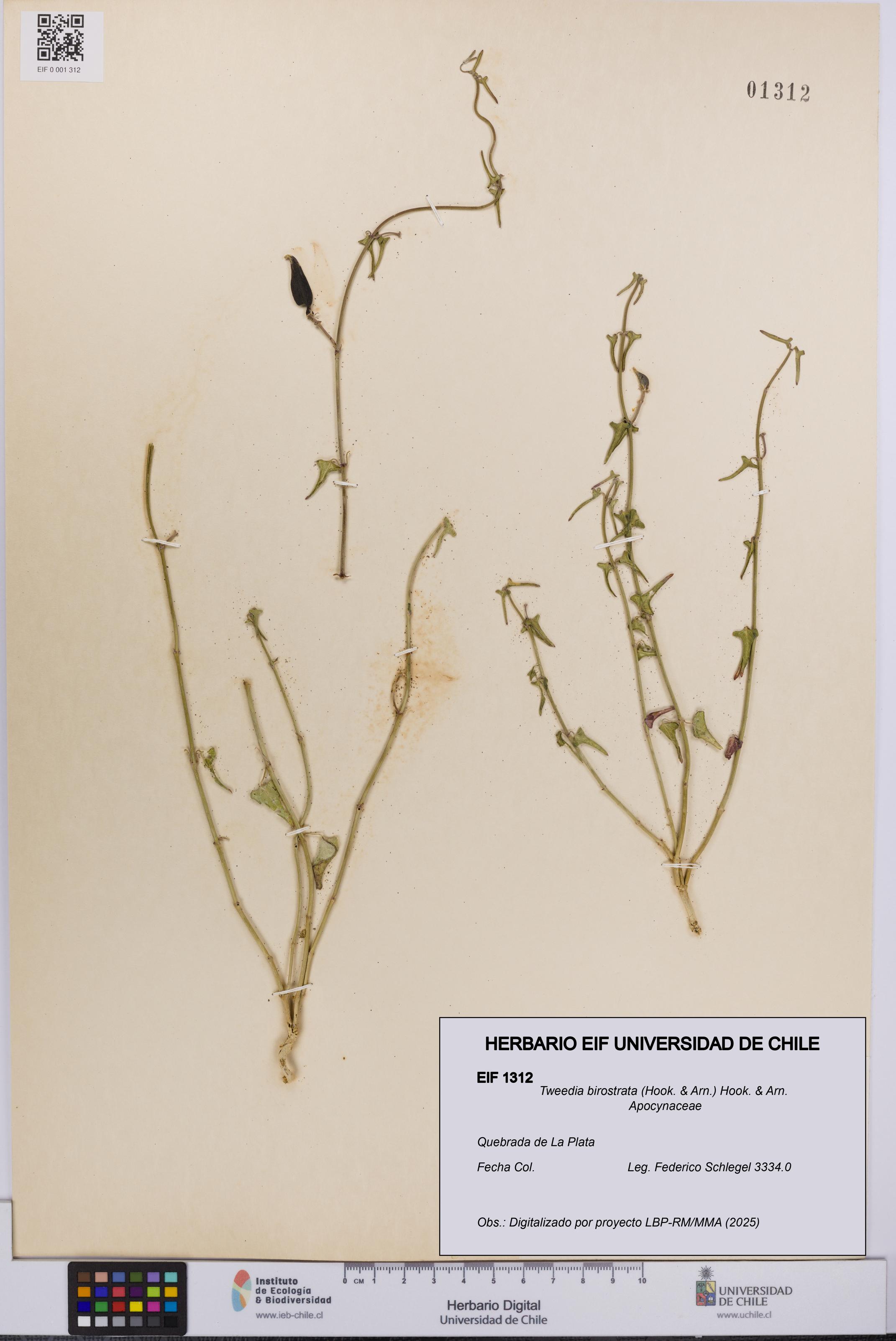 Tweedia birostrata [Espécimen: UCH:EIF:0001312]