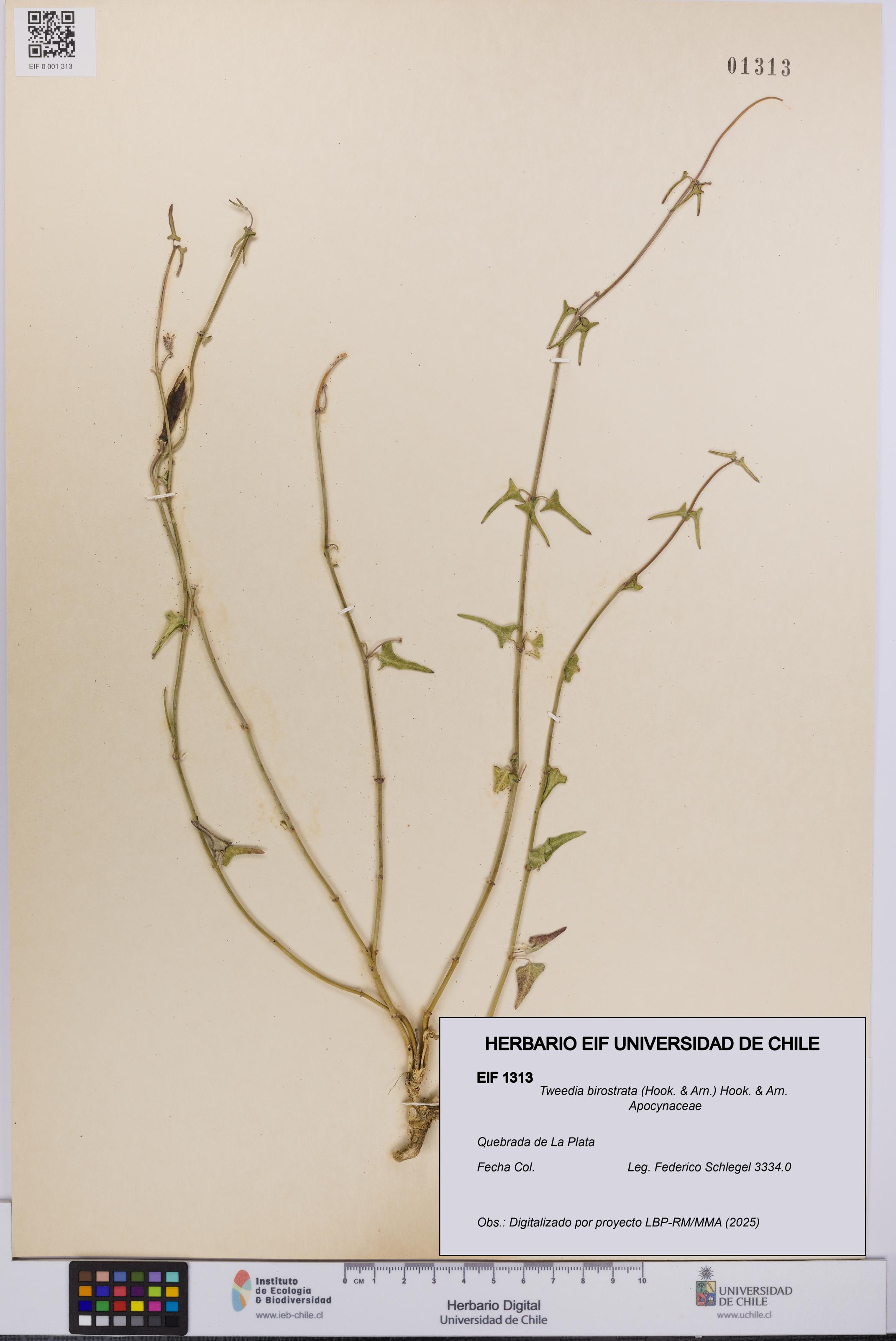 Tweedia birostrata [Espécimen: UCH:EIF:0001313]