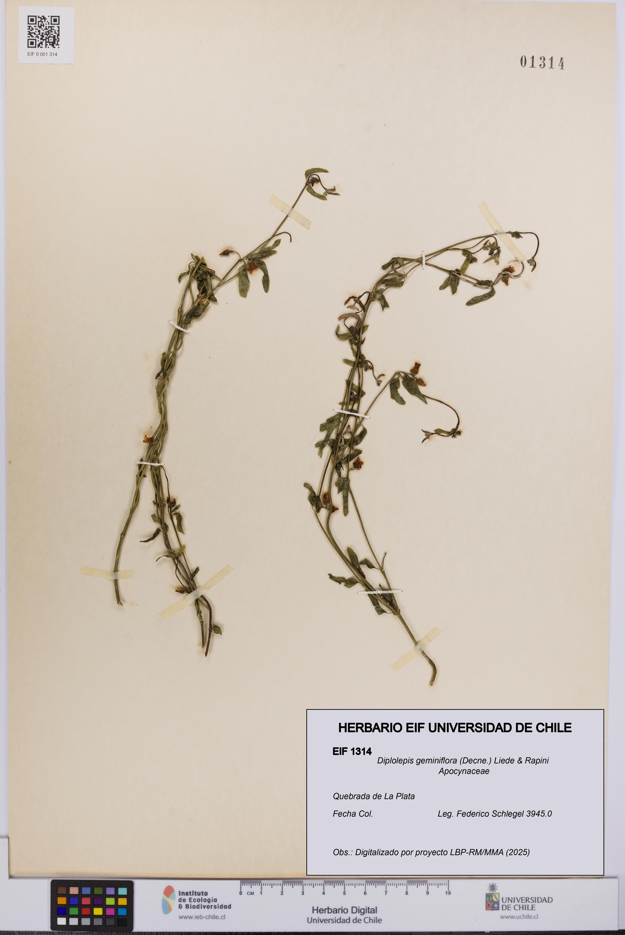 Diplolepis geminiflora [Espécimen: UCH:EIF:0001314]