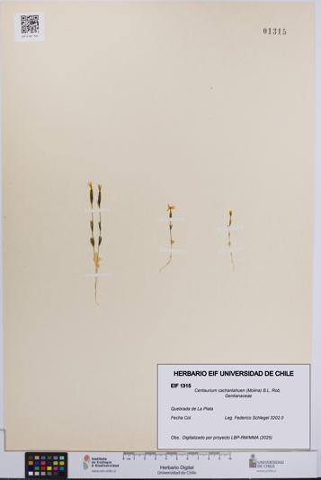 Centaurium cachanlahuen [Espécimen: UCH:EIF:0001315]