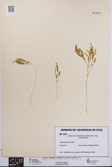 Centaurium cachanlahuen [Espécimen: UCH:EIF:0001316]