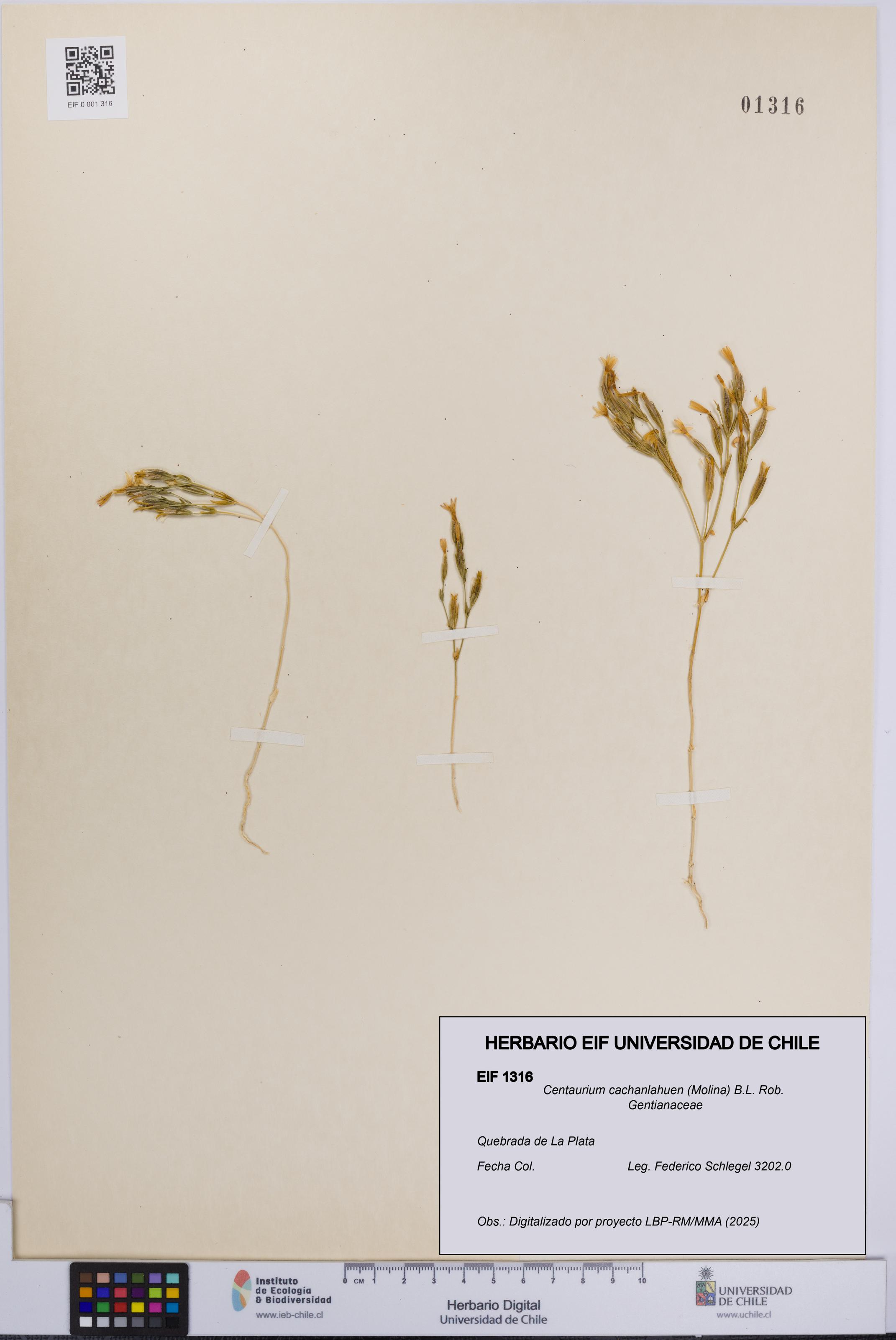 Centaurium cachanlahuen [Espécimen: UCH:EIF:0001316]