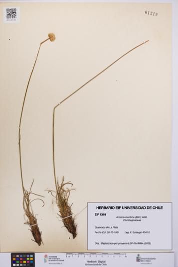 Armeria maritima [Espécimen: UCH:EIF:0001319]