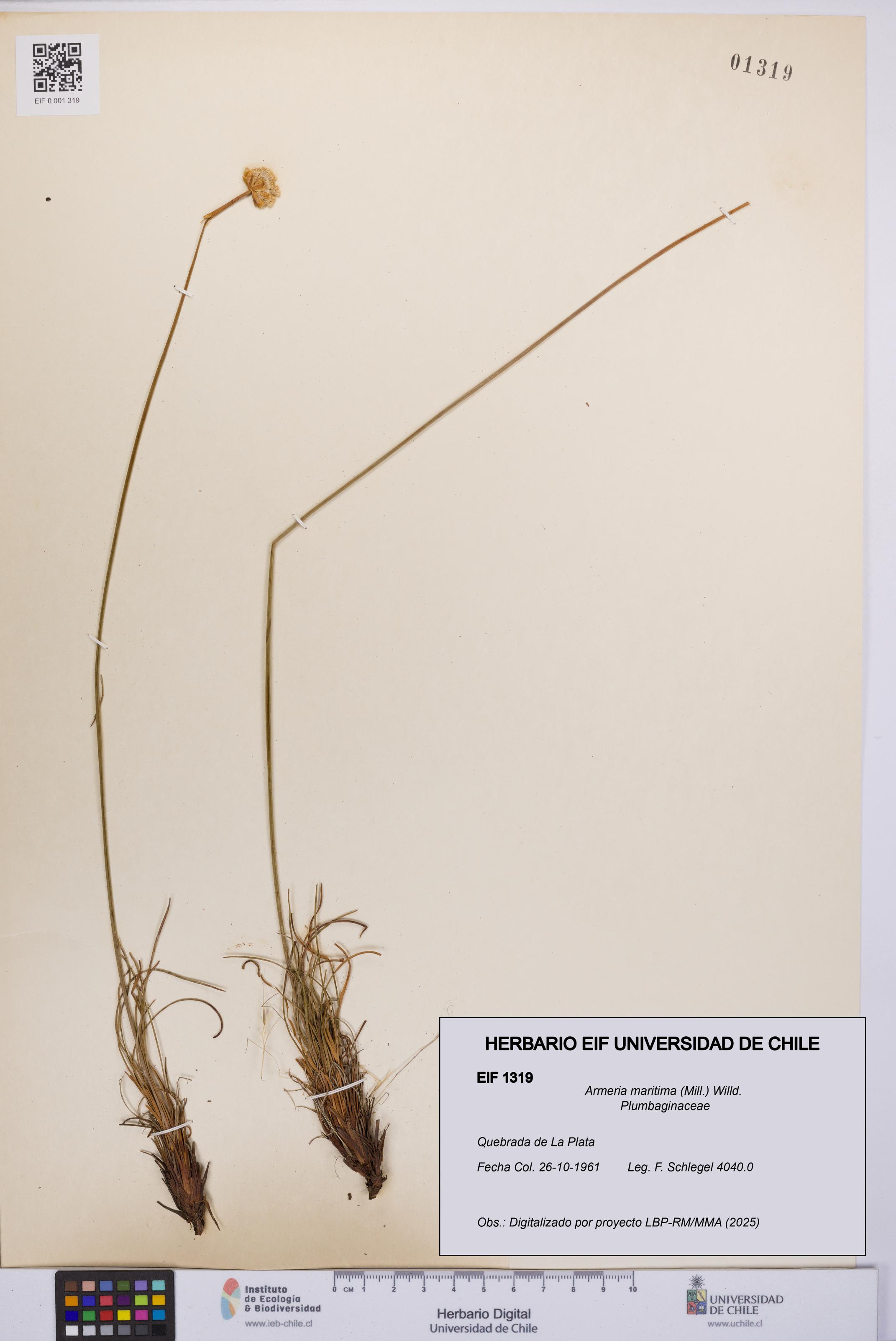 Armeria maritima [Espécimen: UCH:EIF:0001319]