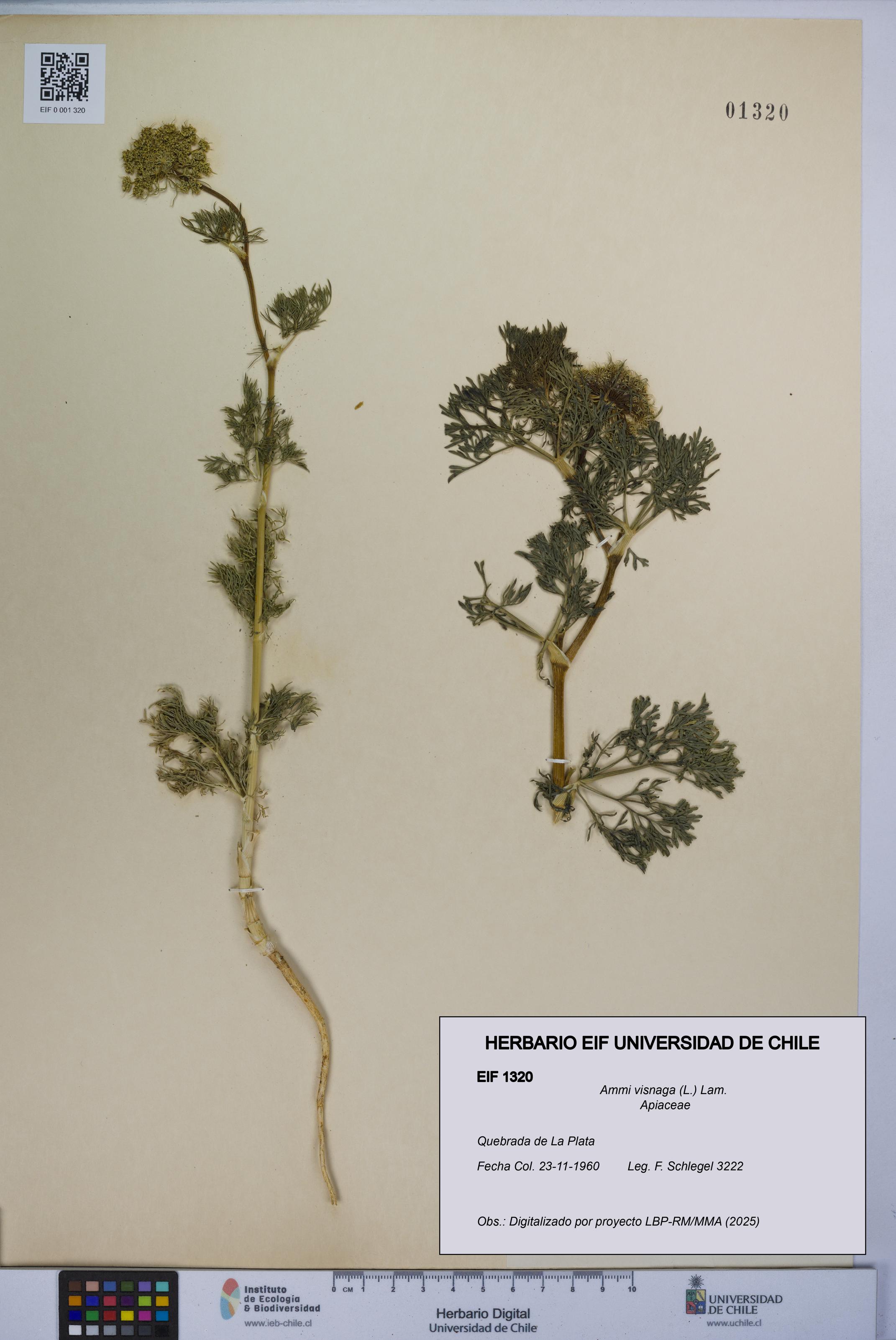 Ammi visnaga [Espécimen: UCH:EIF:0001320]