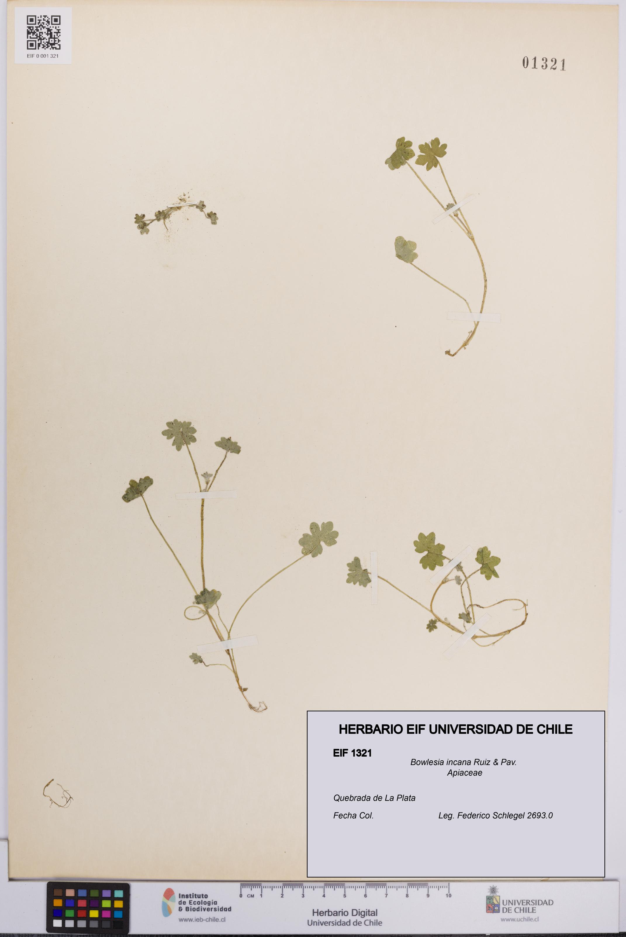 Bowlesia incana [Espécimen: UCH:EIF:0001321]