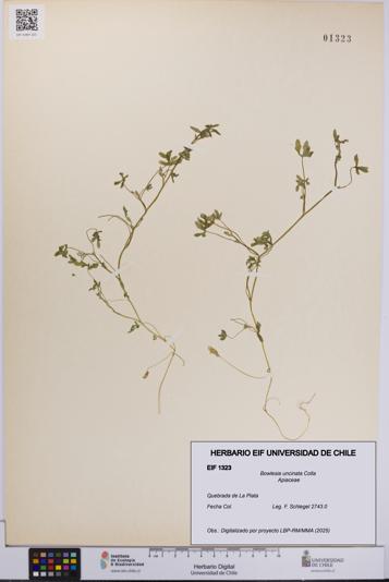 Bowlesia uncinata [Espécimen: UCH:EIF:0001323]