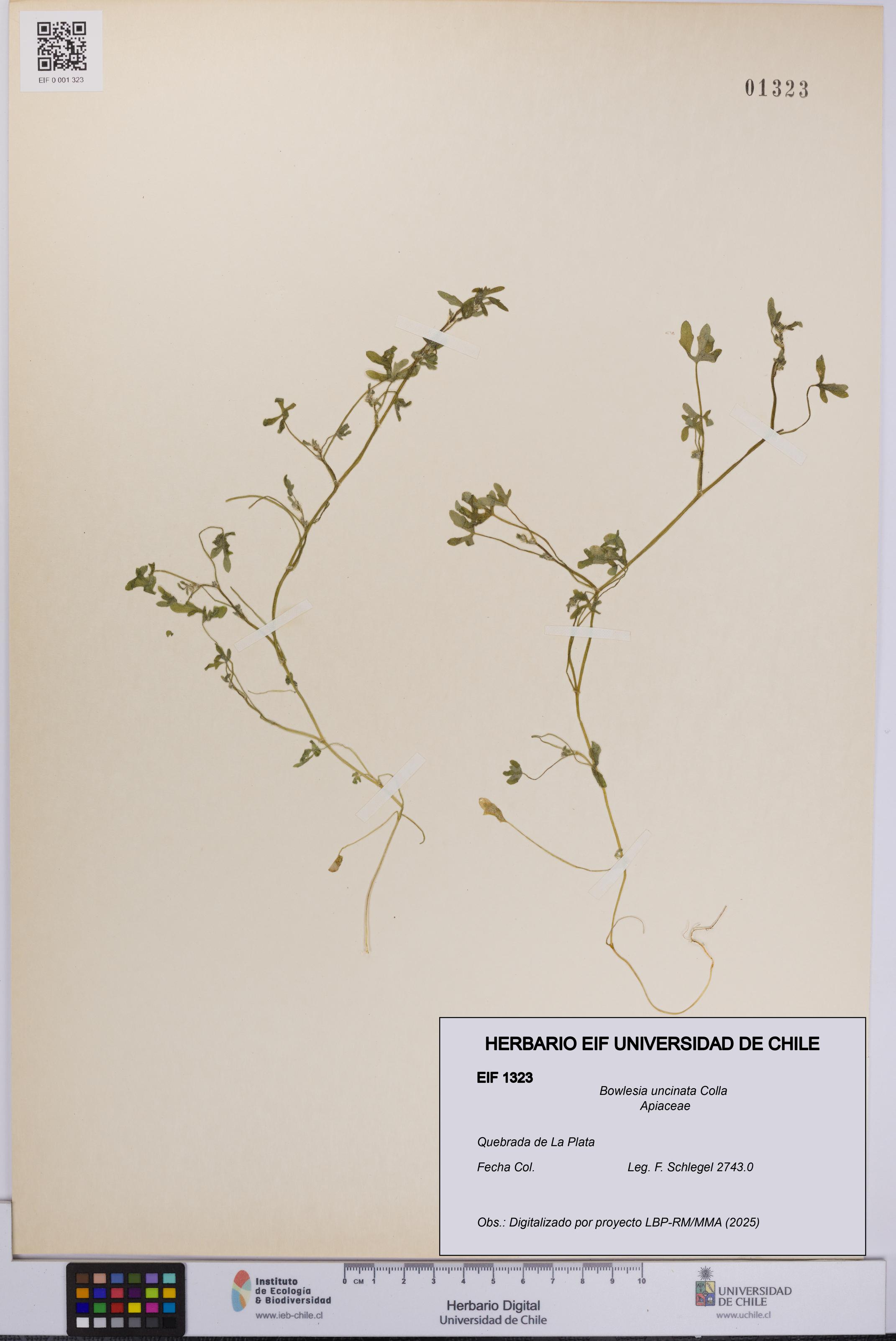 Bowlesia uncinata [Espécimen: UCH:EIF:0001323]