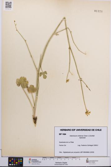 Asteriscium chilense [Espécimen: UCH:EIF:0001324]