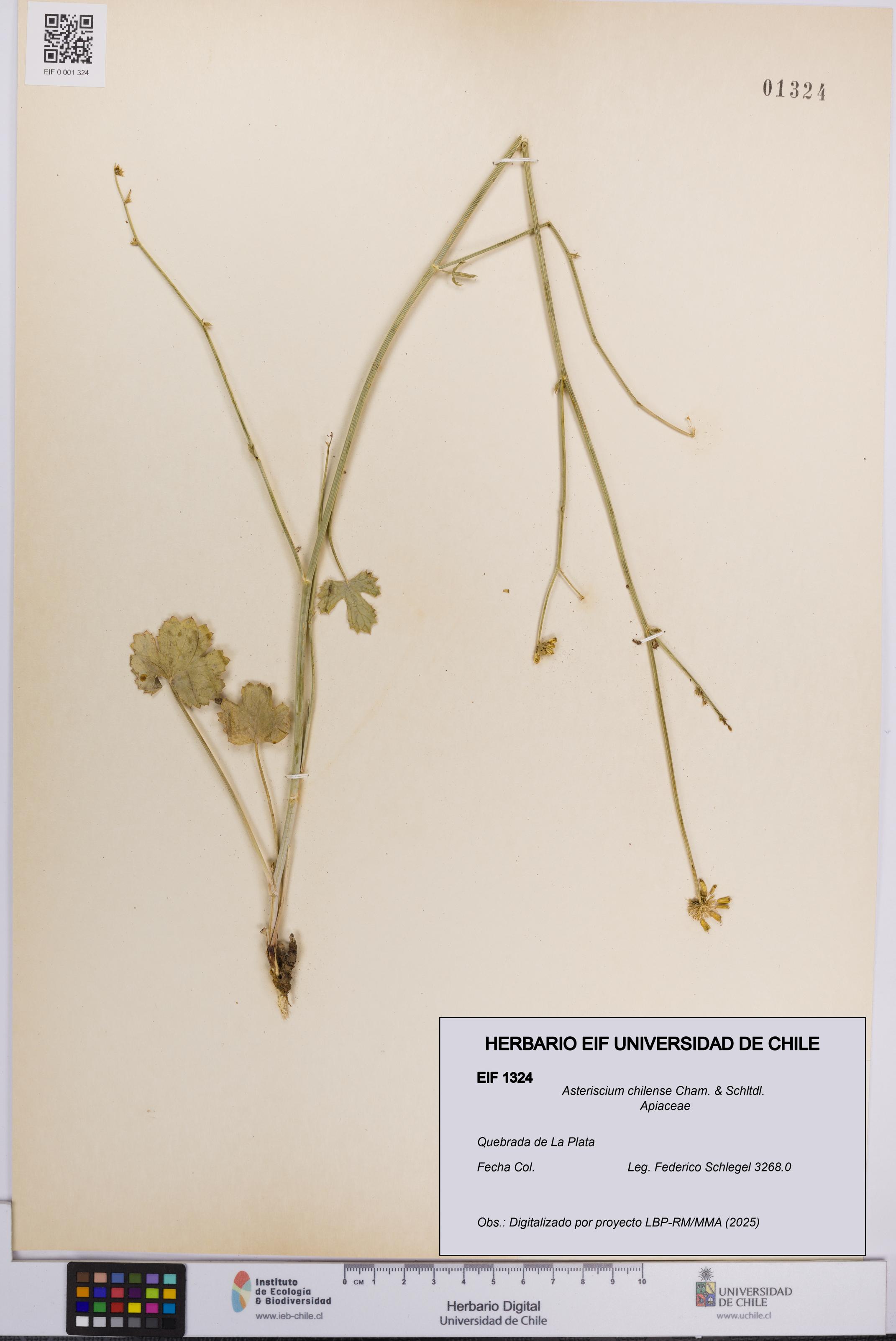 Asteriscium chilense [Espécimen: UCH:EIF:0001324]