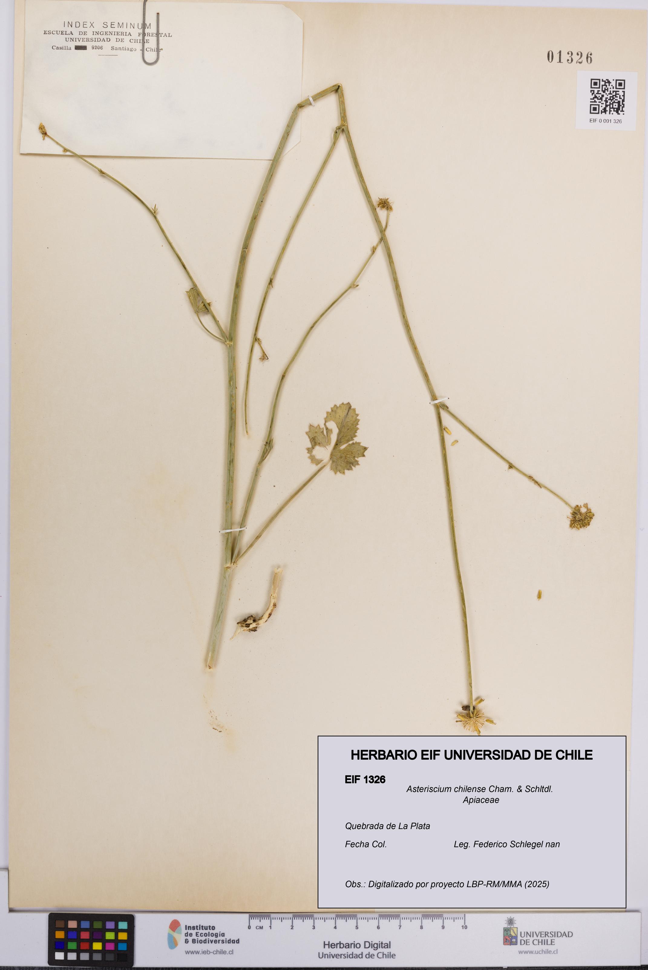 Asteriscium chilense [Espécimen: UCH:EIF:0001326]