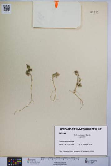 Torilis nodosa [Espécimen: UCH:EIF:0001327]