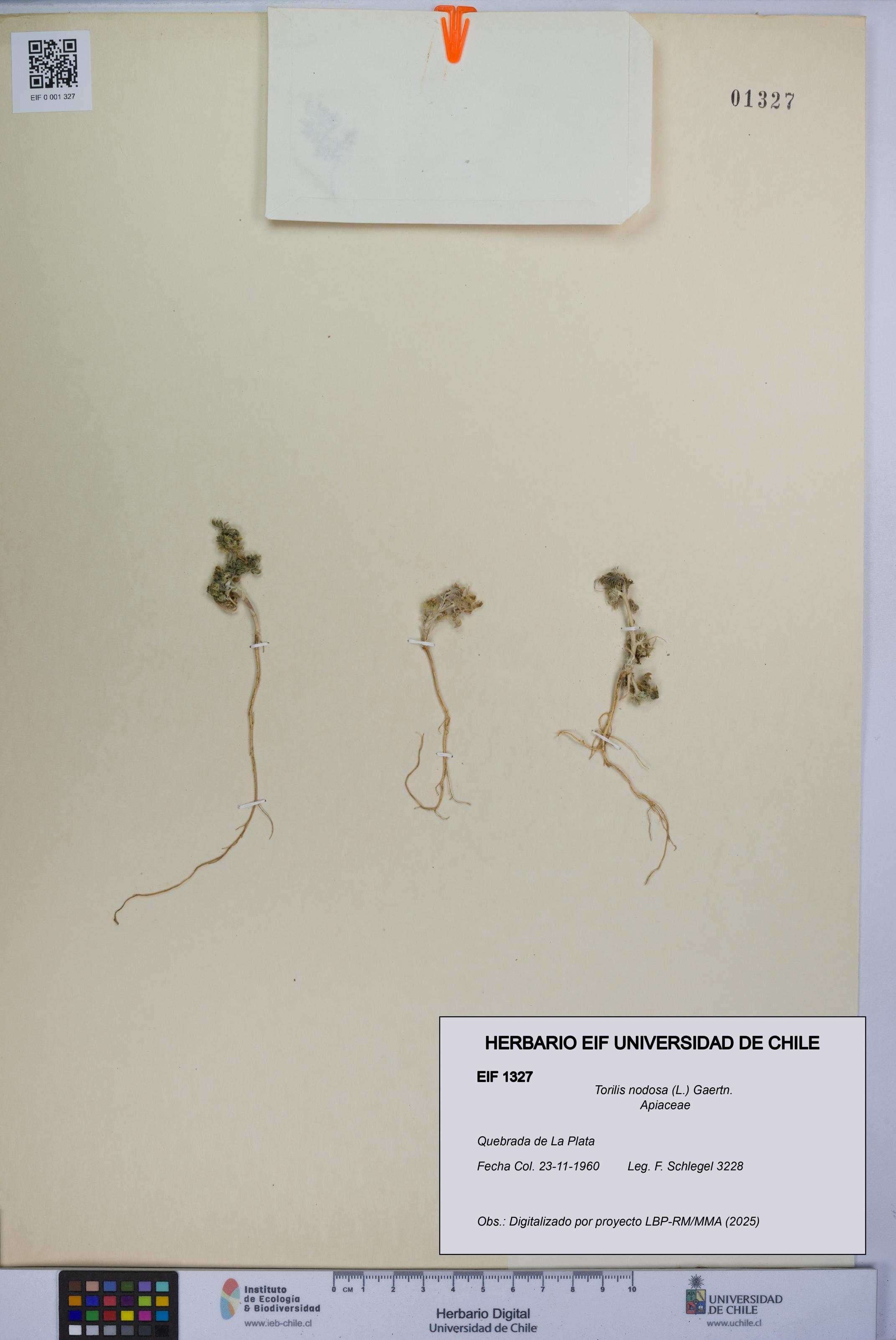 Torilis nodosa [Espécimen: UCH:EIF:0001327]