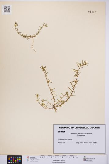 Camissonia dentata [Espécimen: UCH:EIF:0001328]