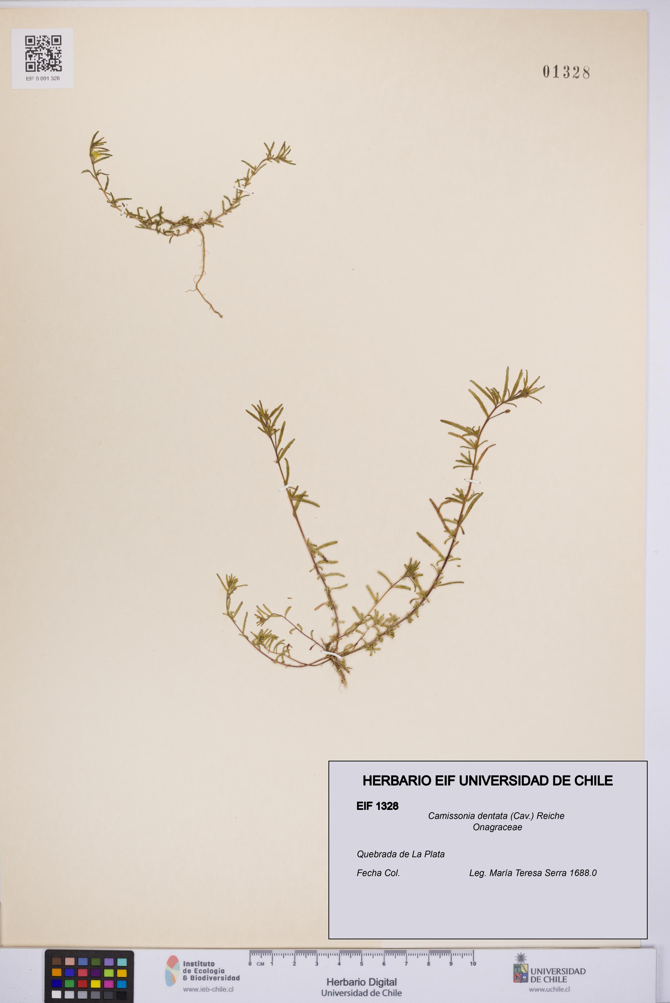 Camissonia dentata [Espécimen: UCH:EIF:0001328]