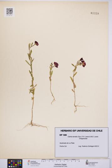 Clarkia tenella [Espécimen: UCH:EIF:0001329]
