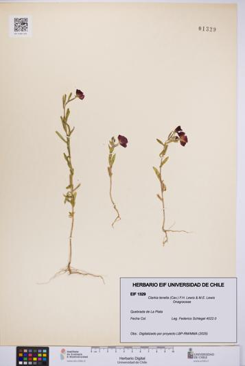 Clarkia tenella [Espécimen: UCH:EIF:0001329]