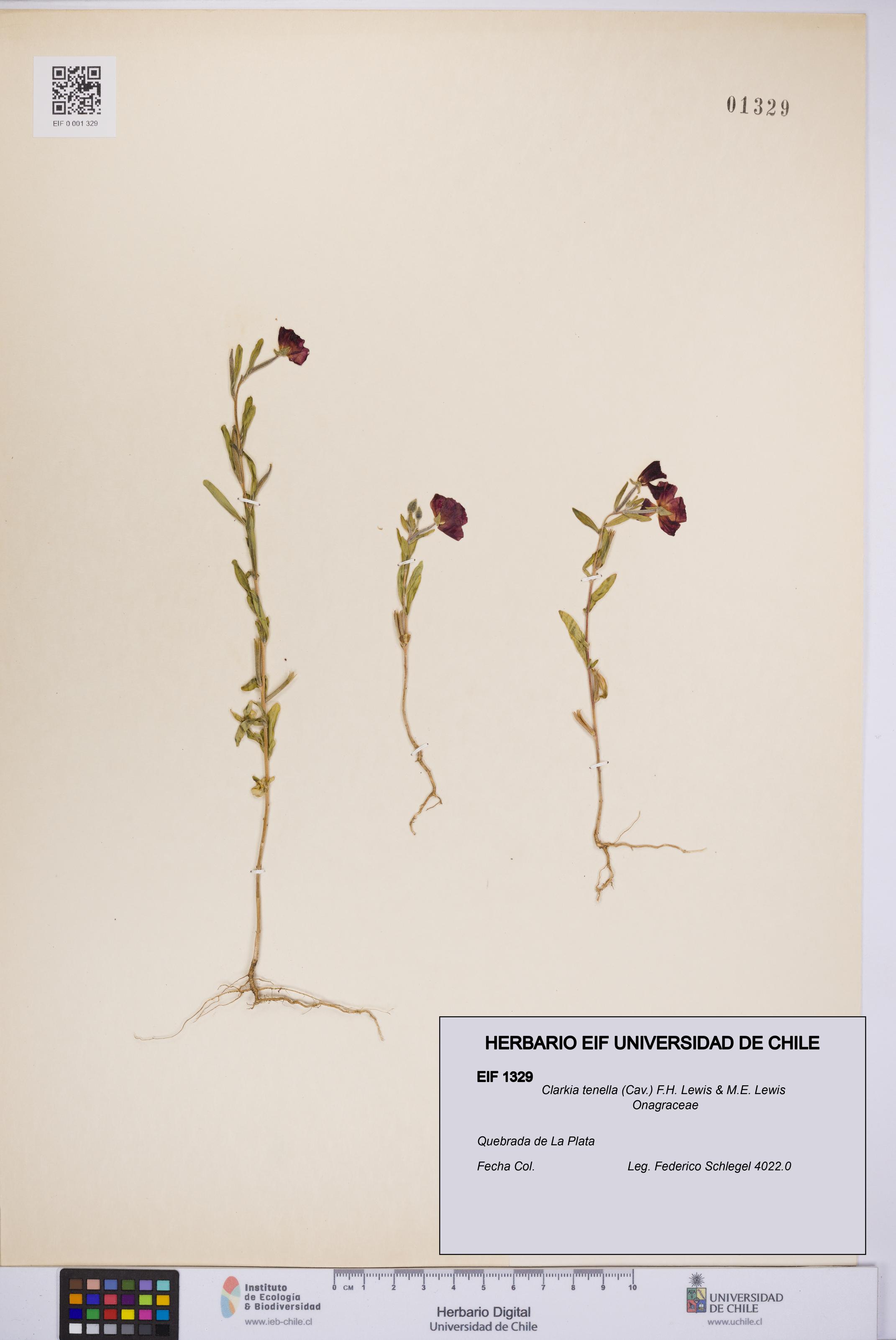 Clarkia tenella [Espécimen: UCH:EIF:0001329]