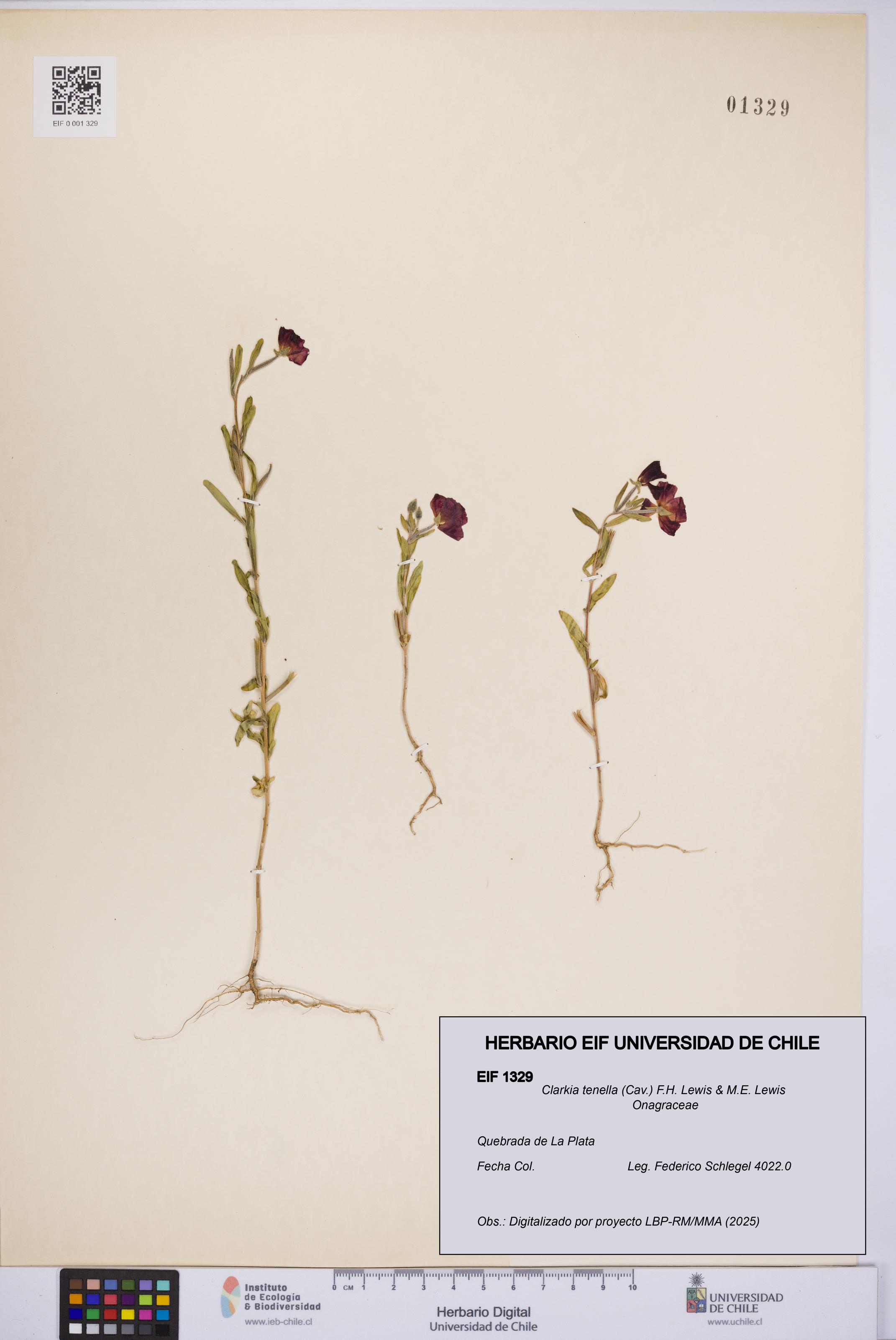 Clarkia tenella [Espécimen: UCH:EIF:0001329]