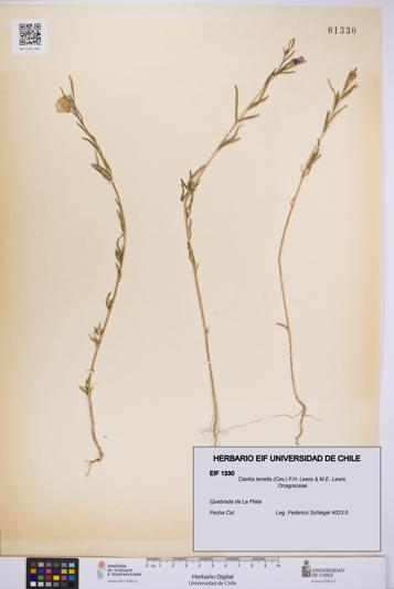 Clarkia tenella [Espécimen: UCH:EIF:0001330]