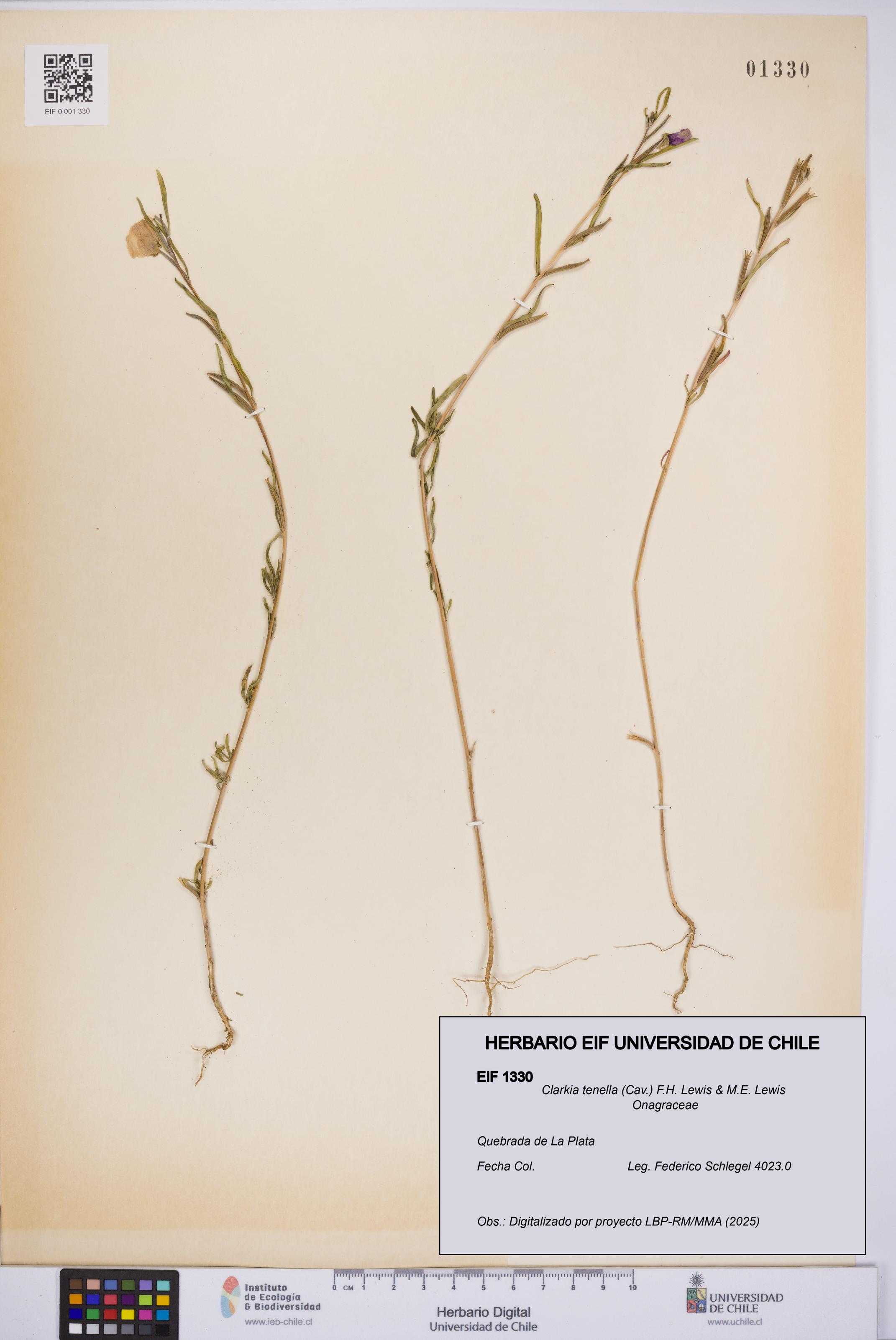 Clarkia tenella [Espécimen: UCH:EIF:0001330]