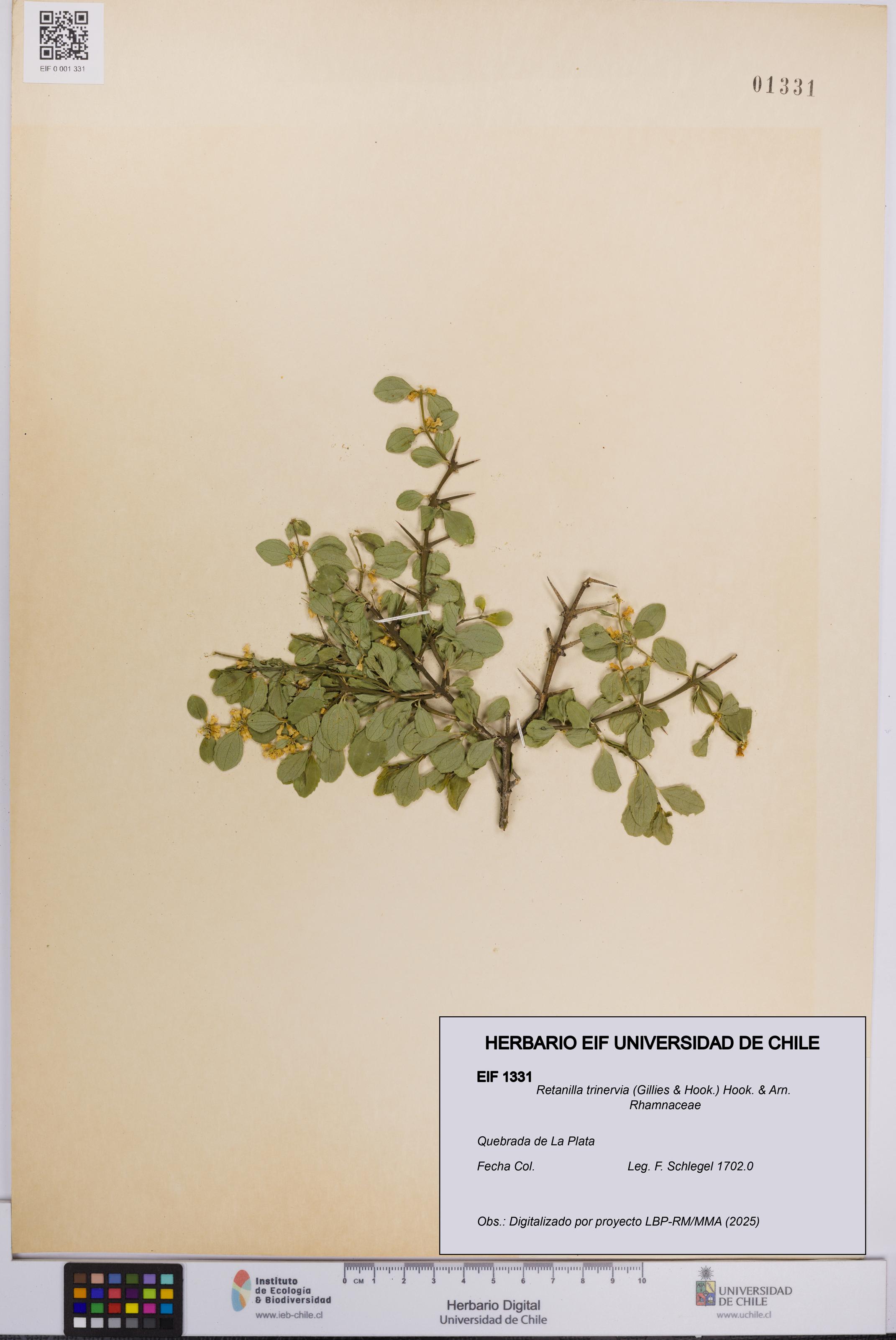 Retanilla trinervia [Espécimen: UCH:EIF:0001331]