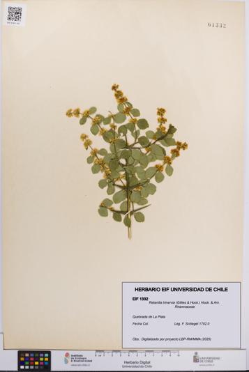 Retanilla trinervia [Espécimen: UCH:EIF:0001332]