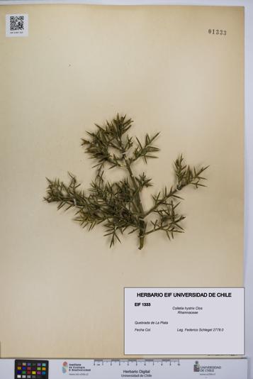 Colletia hystrix [Espécimen: UCH:EIF:0001333]